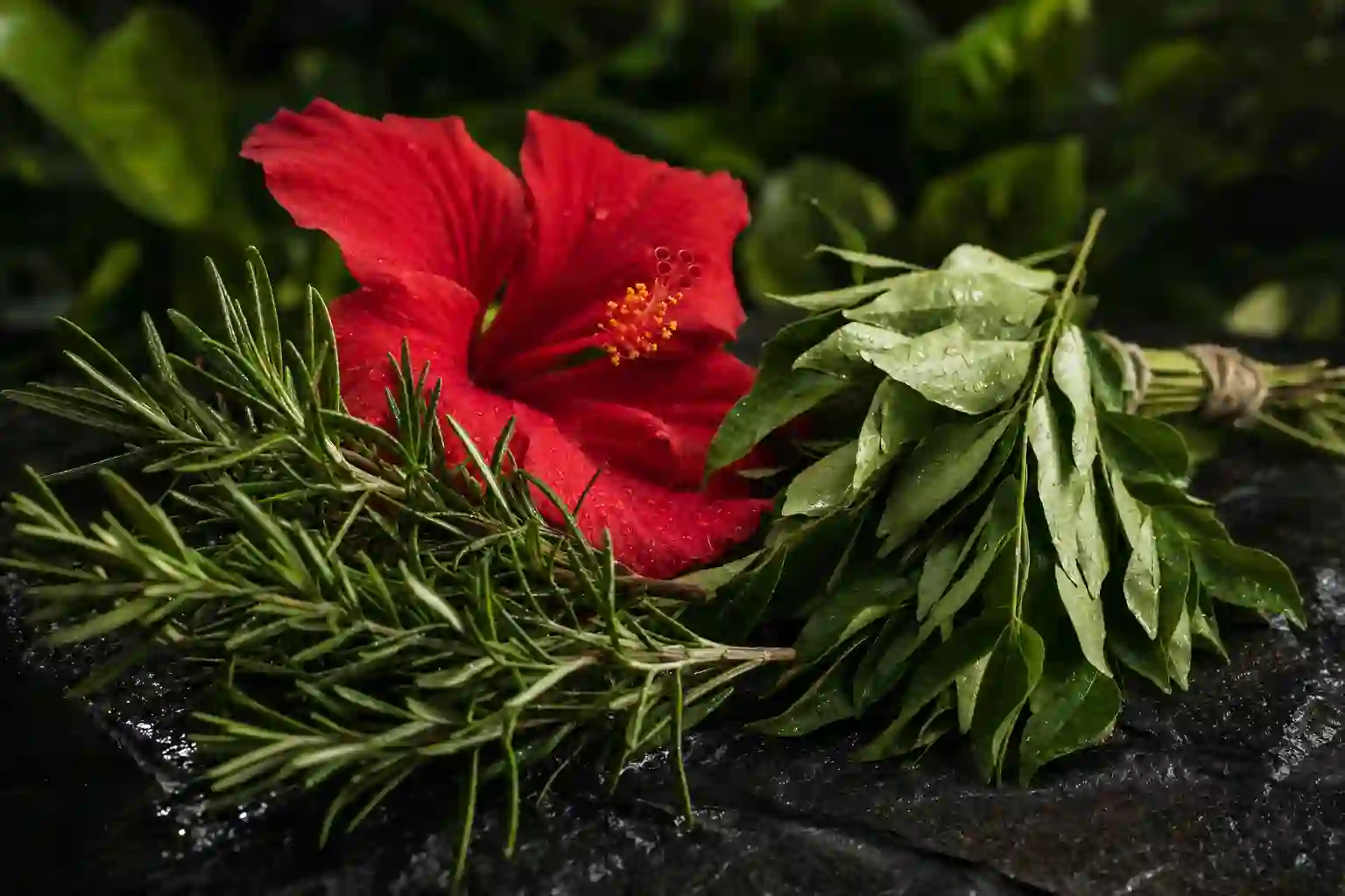 Rosemary sprigs, hibiscus flower, and curry leaves together on dark stone